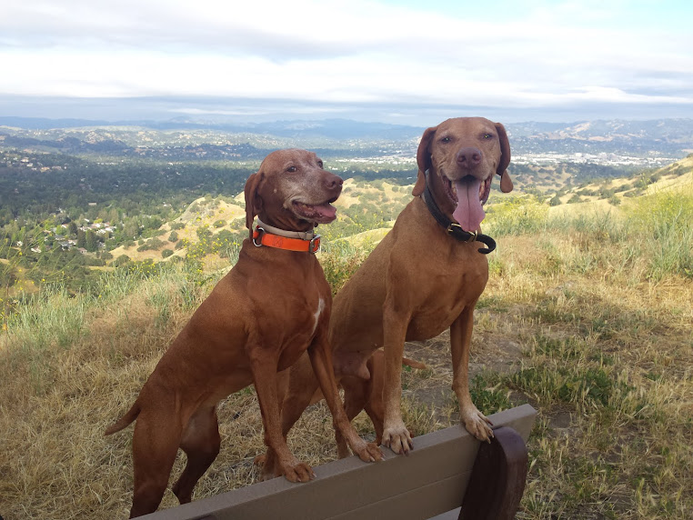 redbirddog - a hungarian pointer (vizsla) blog