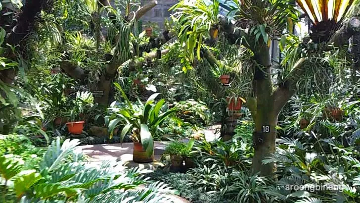 rumah anggrek kebun raya bogor
