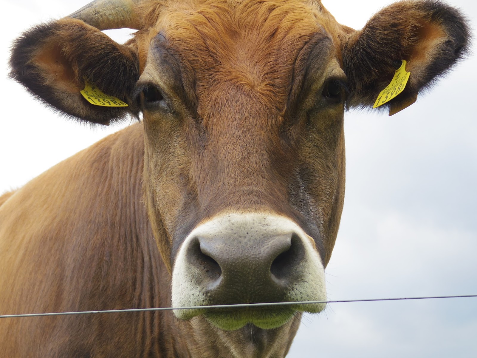 井上牧場ブログ 1398号はカッコイイ 人が大好きな牛くんです