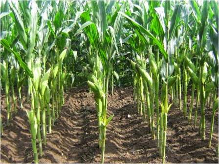 Gambar Jual Jagung Hasil Pertanian Lombok Nusa Tenggara