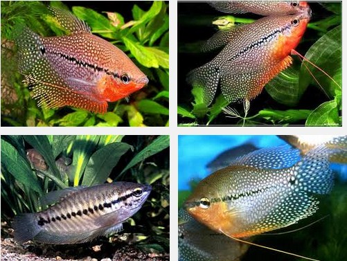 Jenis dan Harga Ikan Sepat Hias Serta Mudahnya Dicampur dengan Ikan Lainnya Jenis dan Harga Ikan Sepat Hias Serta Mudahnya Dicampur dengan Ikan Lainnya