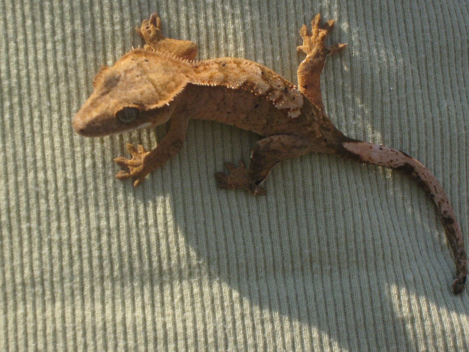 Exotic Pet Keepers Bye Bye Gecko Tail