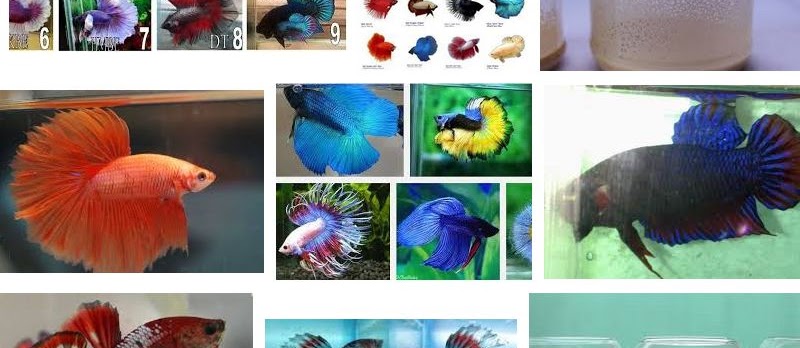 Cara Agar Ikan Cupang Cepat Besar