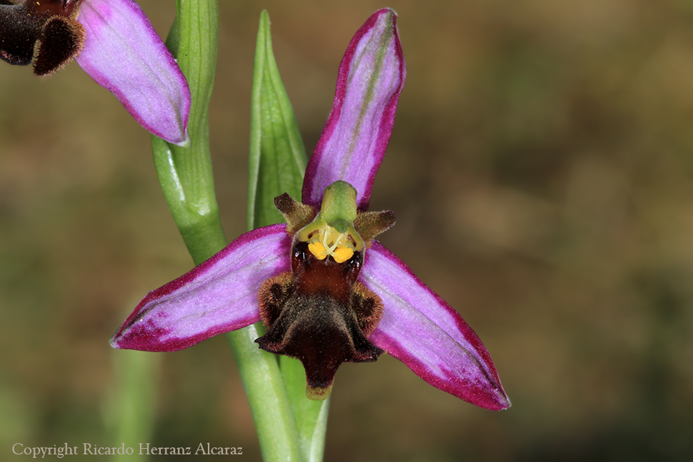 ORQUÍDEAS SILVESTRES