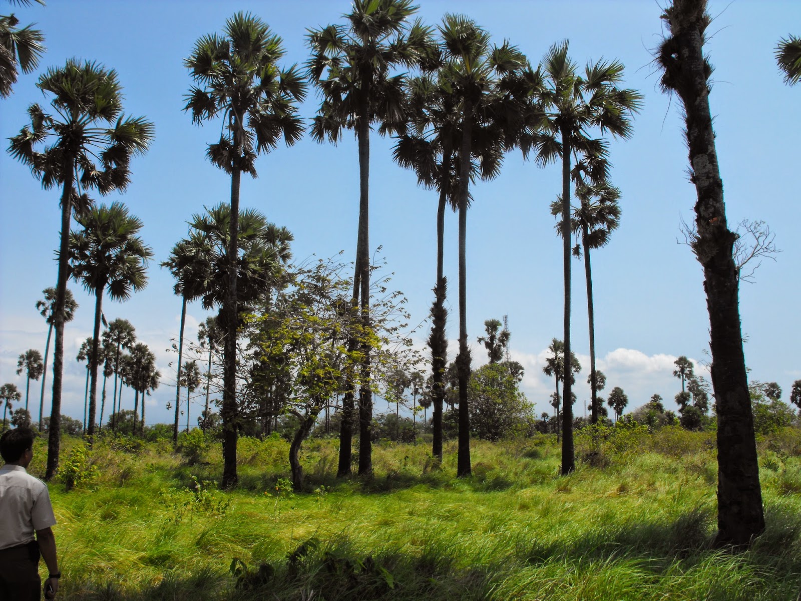 METAMORFOSA: Savana di Taman Nasional Bali Barat