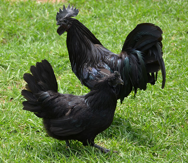 Harga Ayam Termahal Di Dunia - Svart Hona Swedish Black Hen