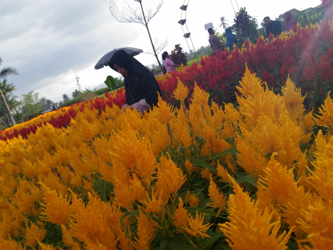 Cantiknya Bunga Warna Warni Di Taman Ramadanu Ngluwar Magelang