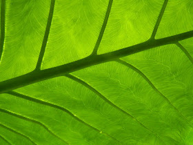 Allan Gardens Conservatory Philodendron leaf underside by garden muses-not another Toronto gardening blog