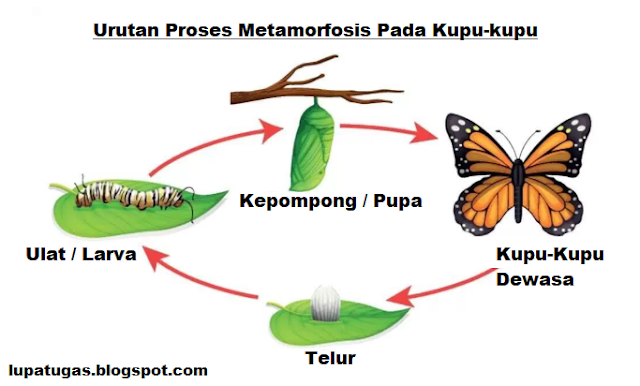 Gambar Metamorfosis Pada Kupu Kupu