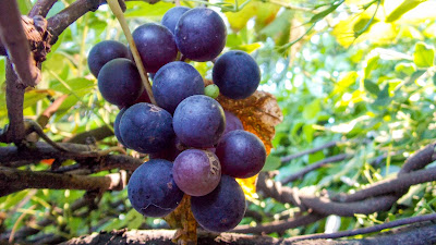 Uvas rojas maduras wallpapers
