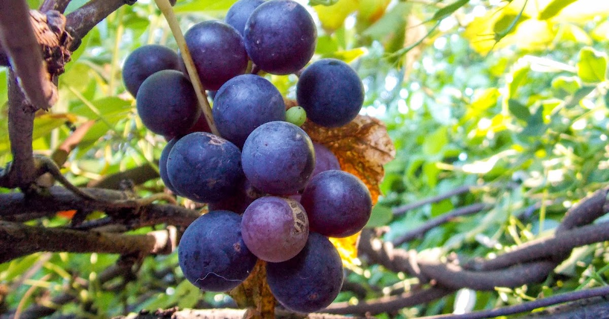 Uvas rojas maduras wallpapers