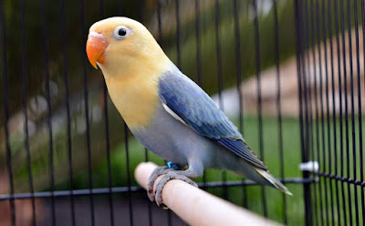 All About Split On Opaline Lovebird - Lovebird Breeding Tips And ...