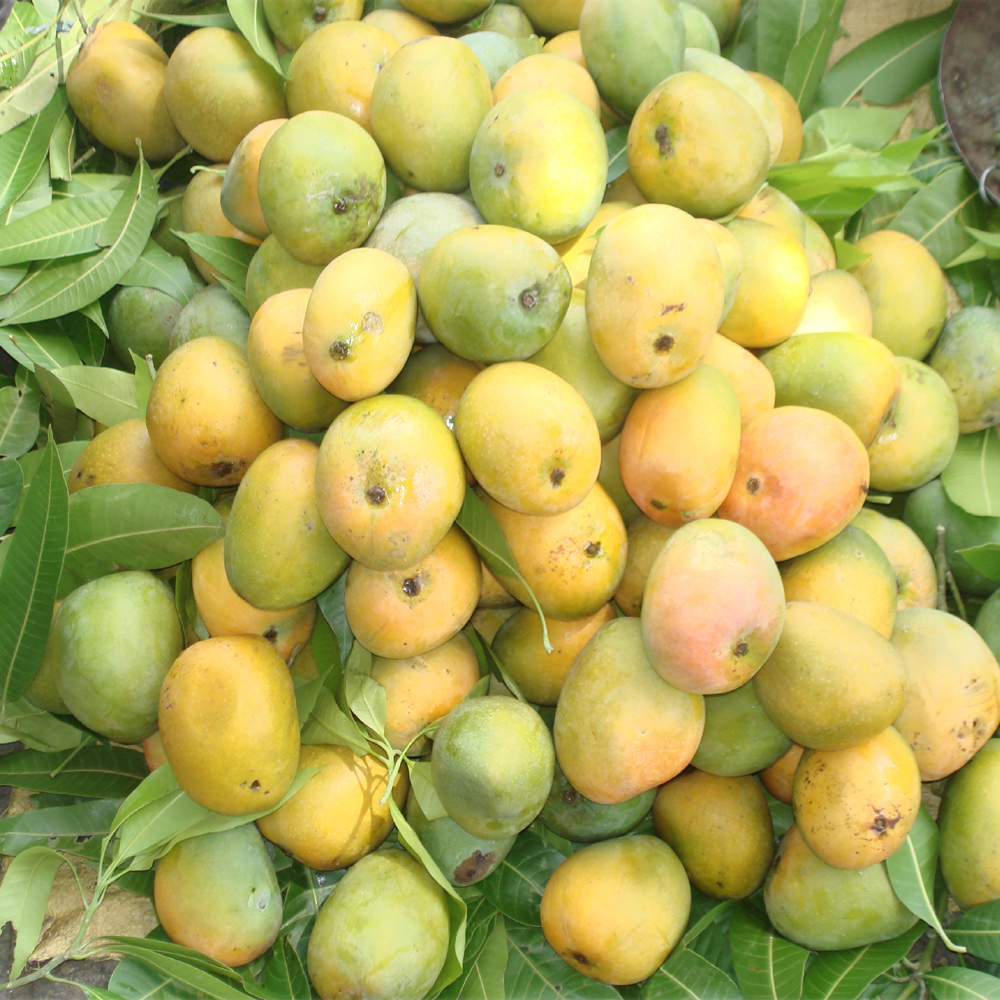 INDIAN MANGO VARIETIES