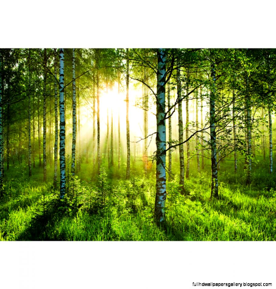 1Wall Wallpaper Murals Forest A 003 at