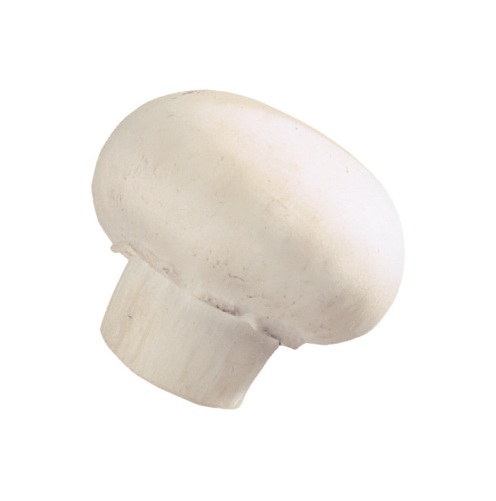 मशरूम की खेती कैसे करें: How to Grow Button Mushroom in India- Indian