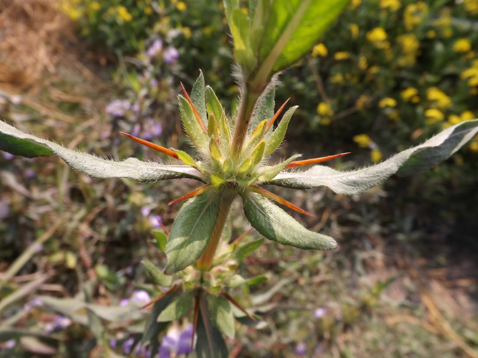 Kulekhara or Talmakhna, Hygrophila auriculata