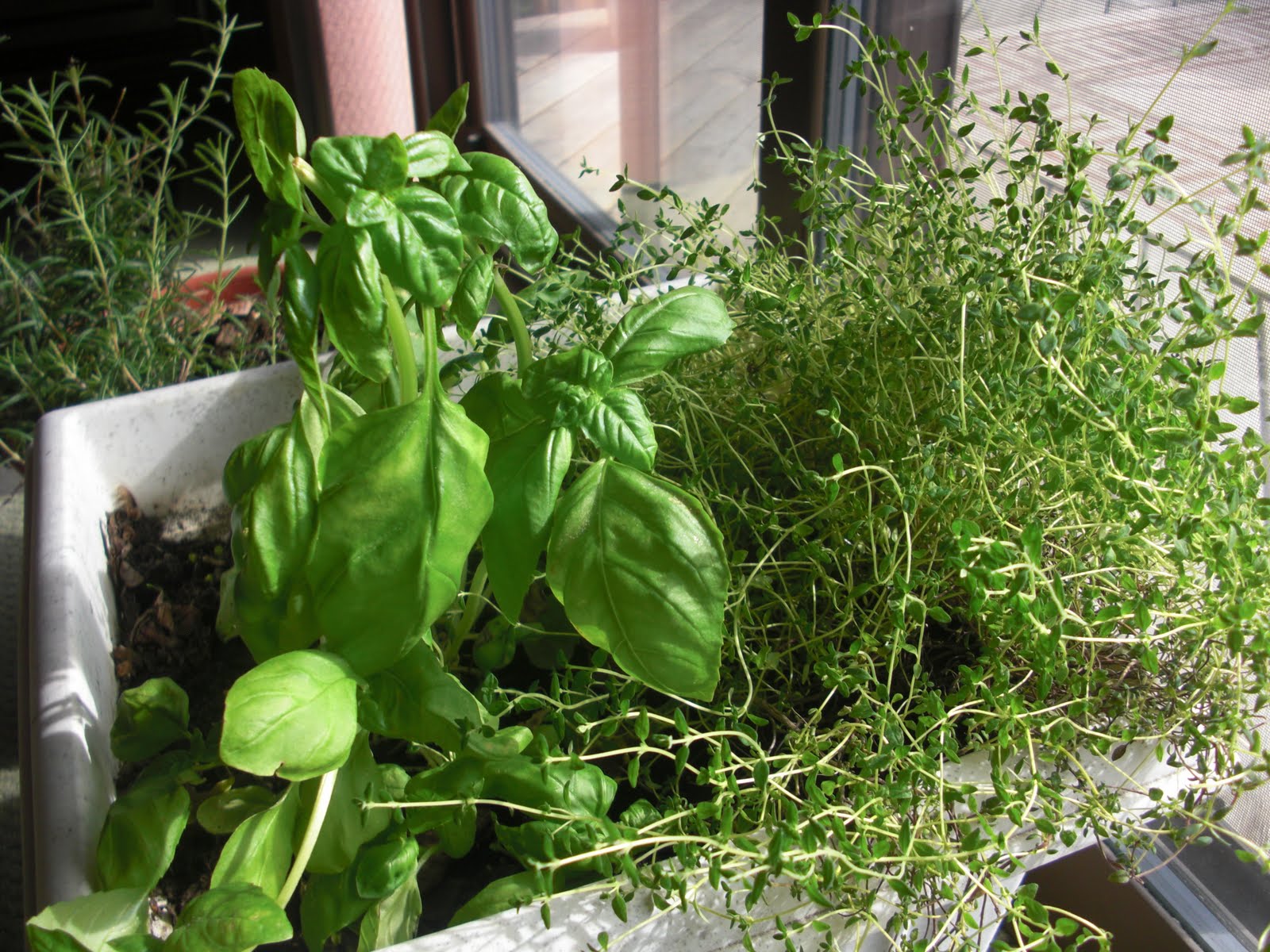 Sharing our lives.... these are a few of my favorite things