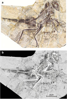 Eosinopteryx fossil