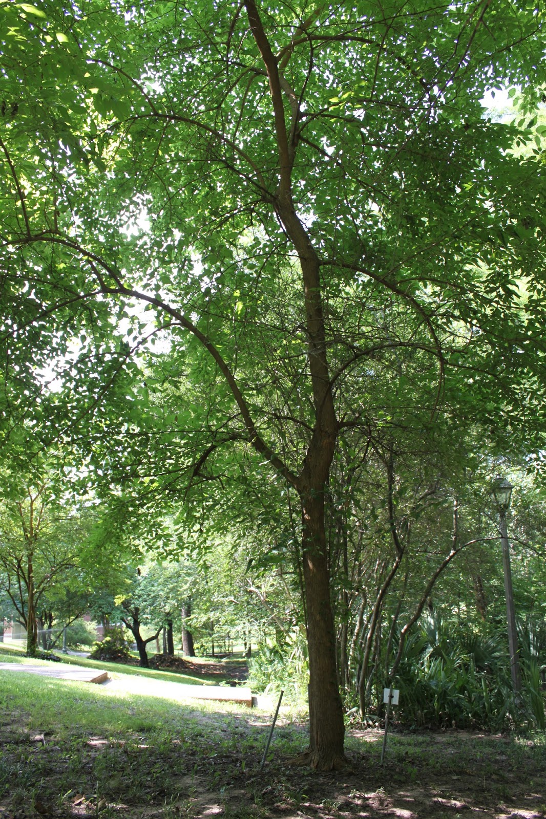 Centenary College Arboretum Tree of the Week Bois D'arc (Maclura