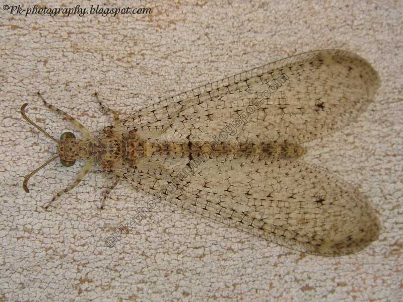 Ant Lion | Nature, Cultural, and Travel Photography Blog