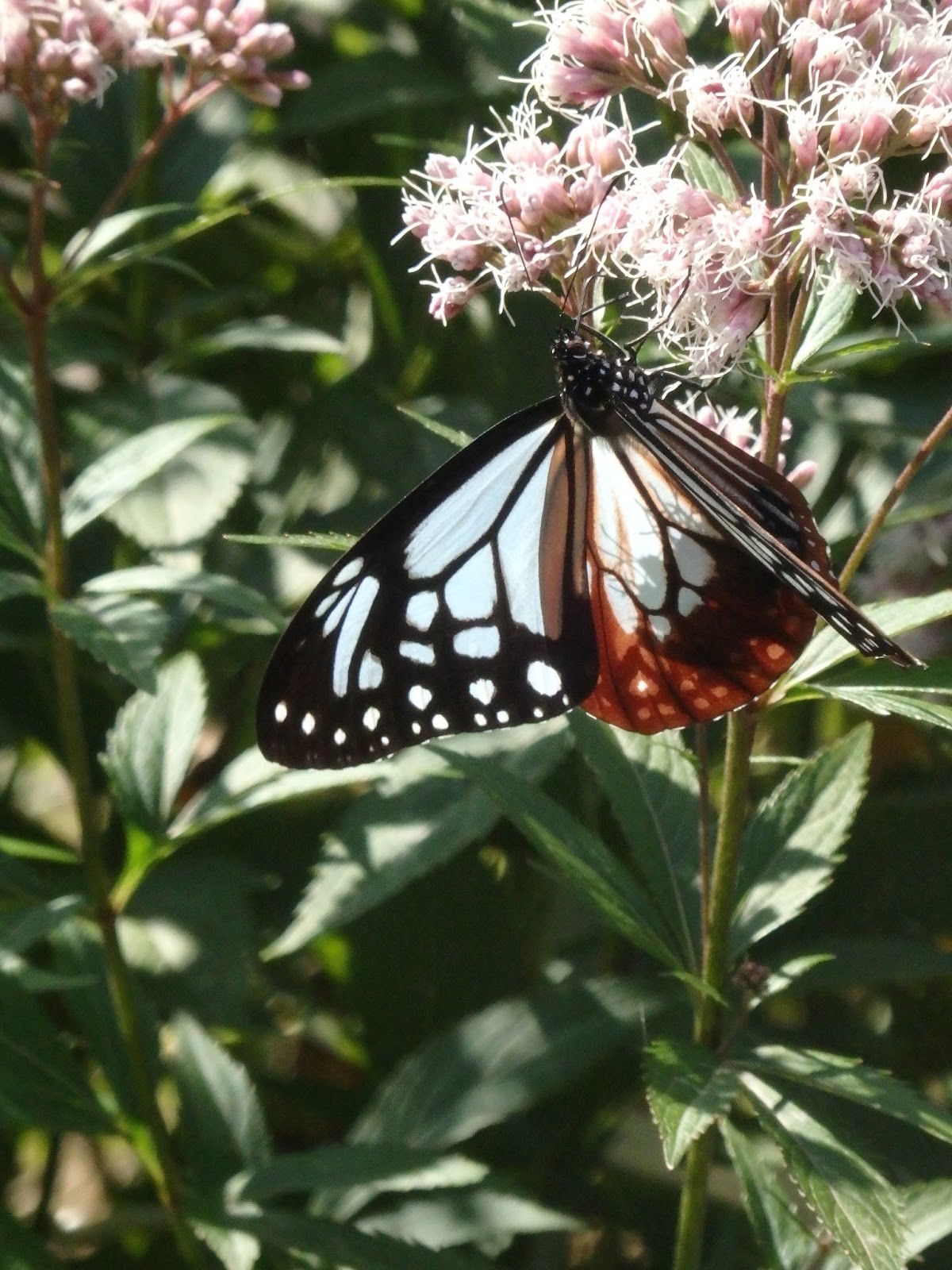 Words from a classical Japanese poem lover Adorable butterflies live