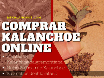 Comprar Kalanchoe daigemontiana Online en España