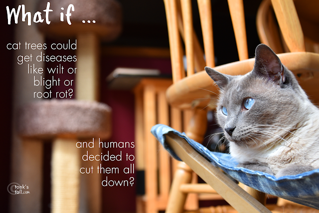 Maxwell wonders if cat trees can get diseases like real ones.