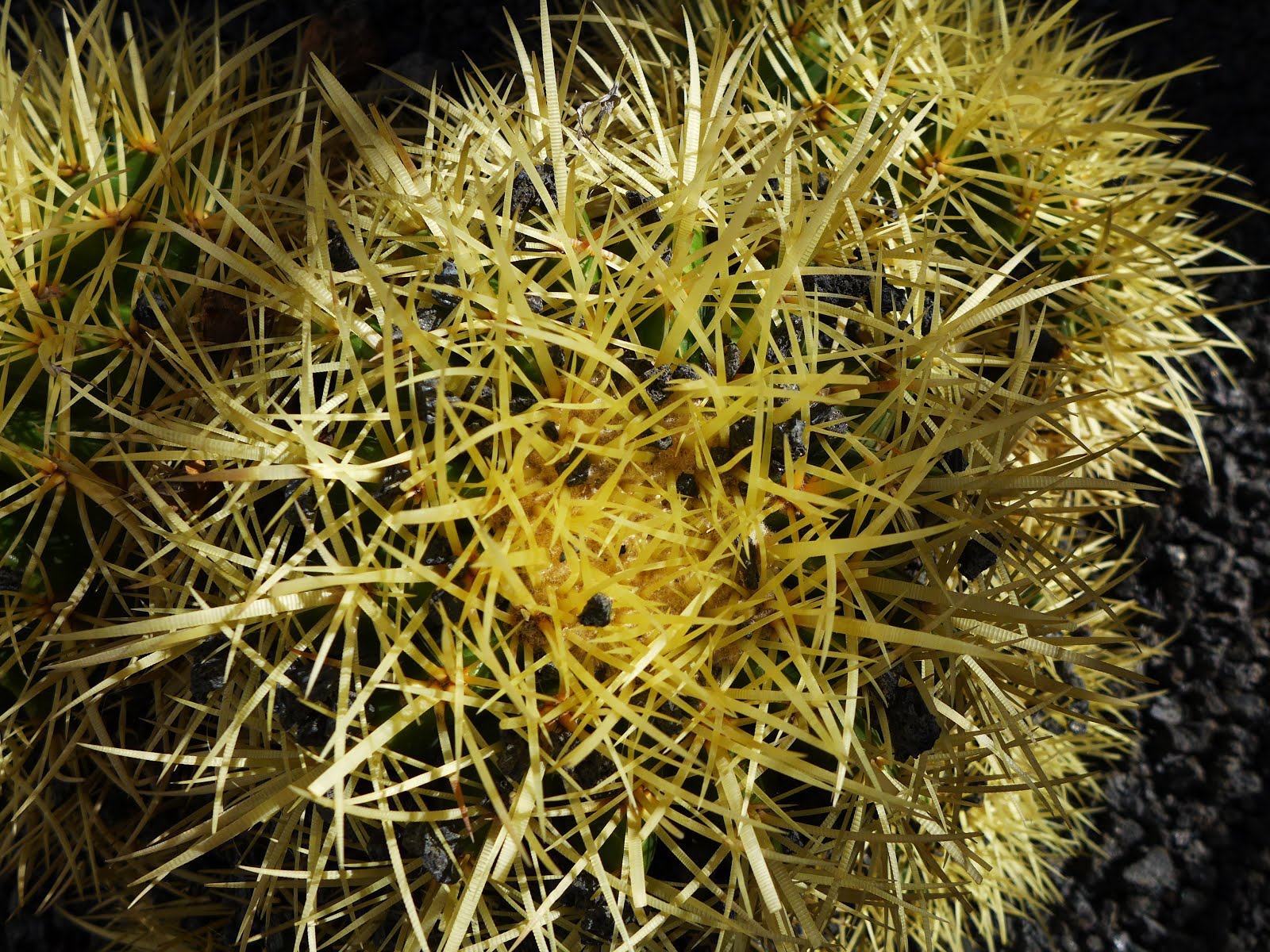 Textura de cactus | Todas las texturas