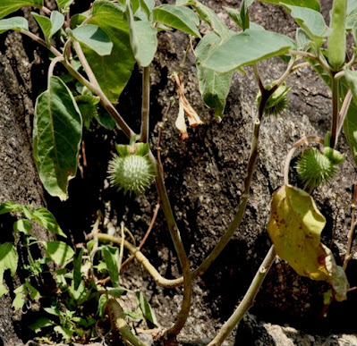 "Datura Plant, grow wild in Mount Abu."