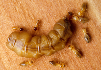 Encyclopedia of Trivia: Termite
