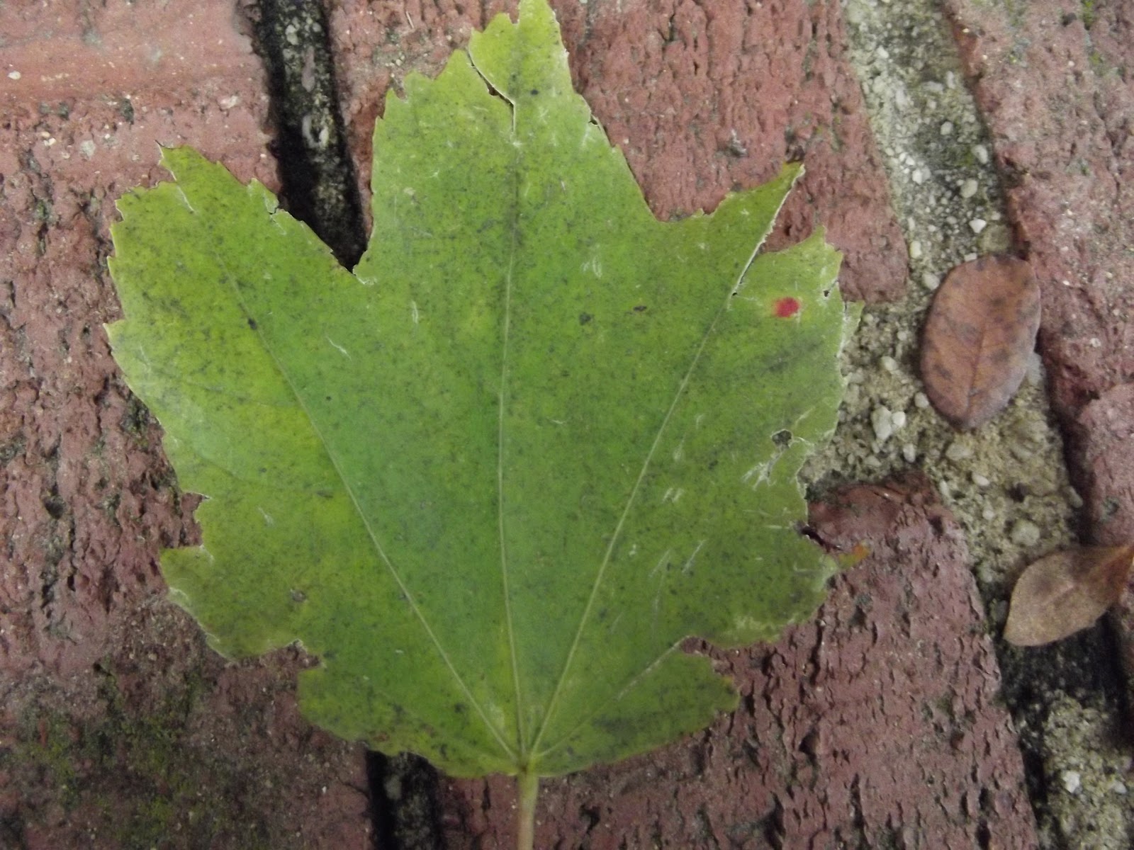 Backyard biology silver maple tree