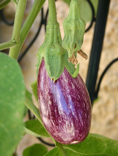 Aubergine im Kübel