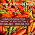 Hama Tanaman Cabai Rawit