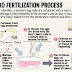 India: An Ideal Destination For IVF Treatment
