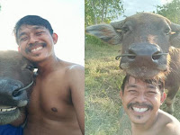 Karena Foto Selfie Dengan Kerbau Pria Dari Thailand Jadi Terkenal!