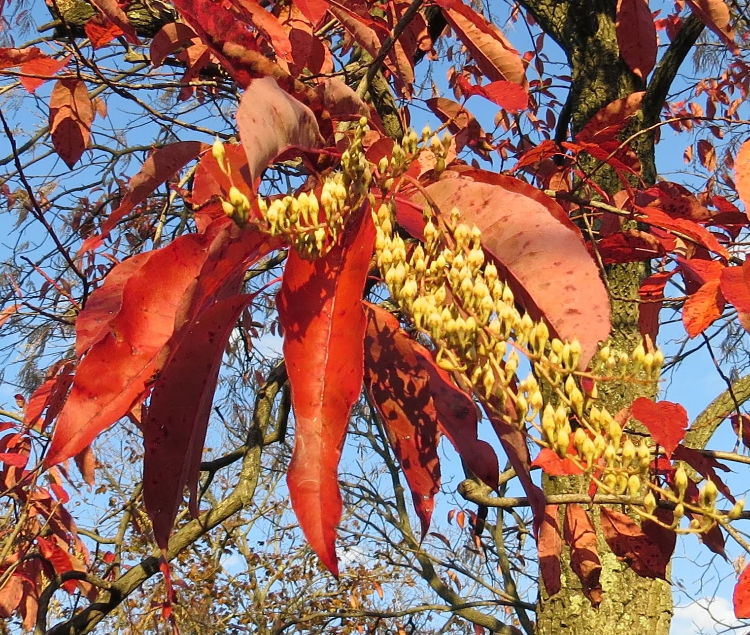Buy Photinia Serrulata Tree Seeds 100pcs Plant Red Robin For