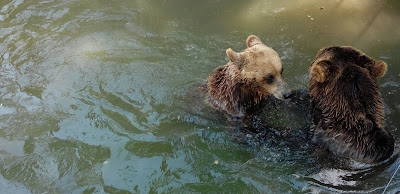 Urși la Zoo Craiova