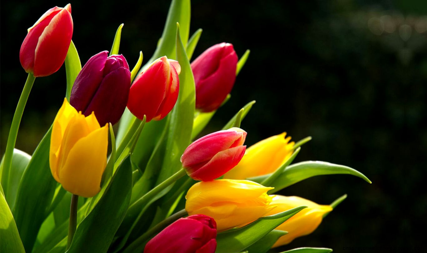 2 flower wallpaper