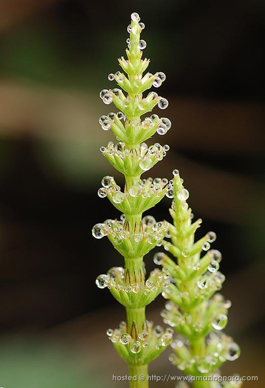 Puisi Sebening Embun Pagi 1001 Kumpulan Puisi Terbaik