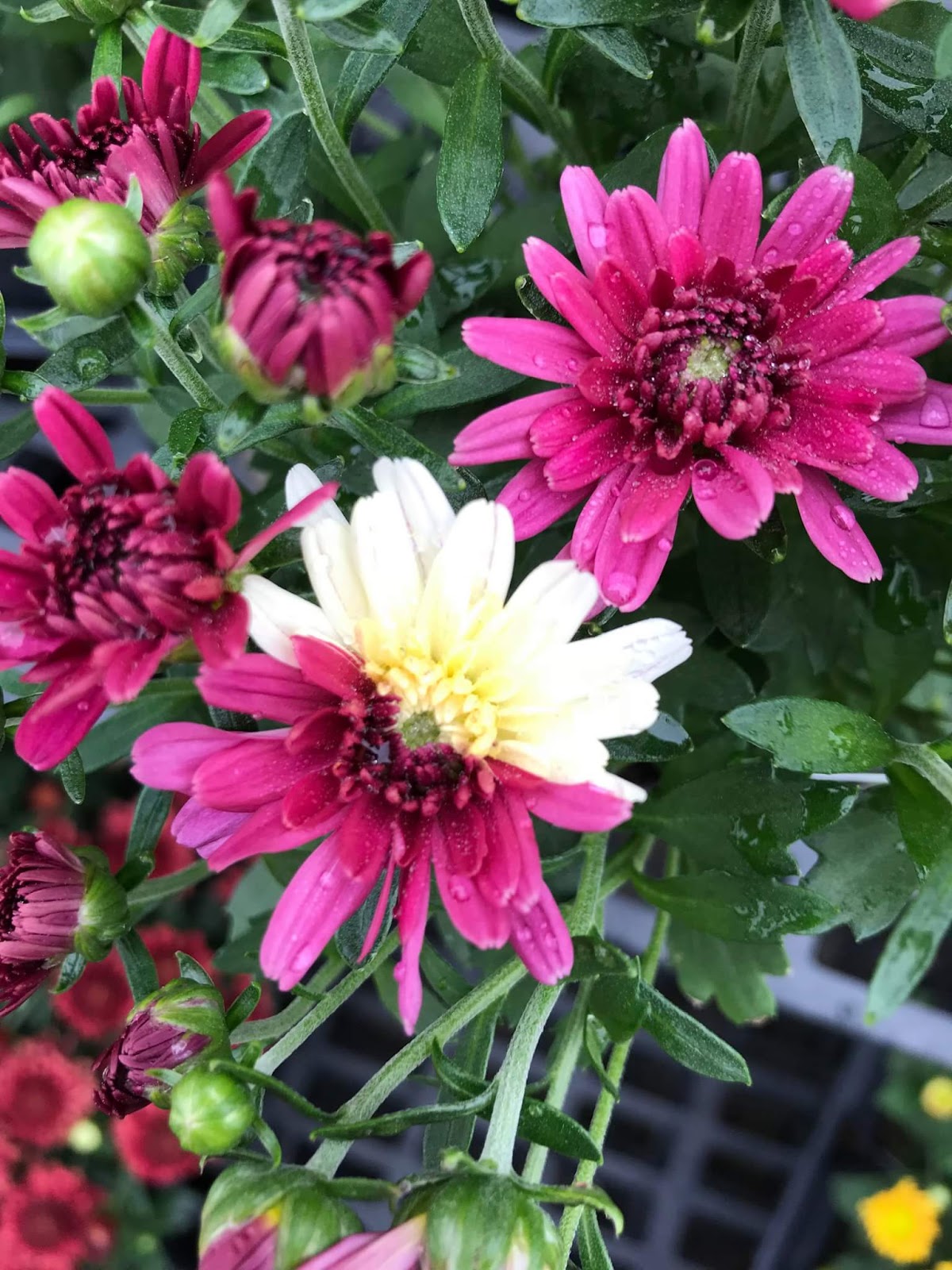 Ask The Plant Chick What�s a Chimera? Ask The Plant Chick What�s a Chimera?