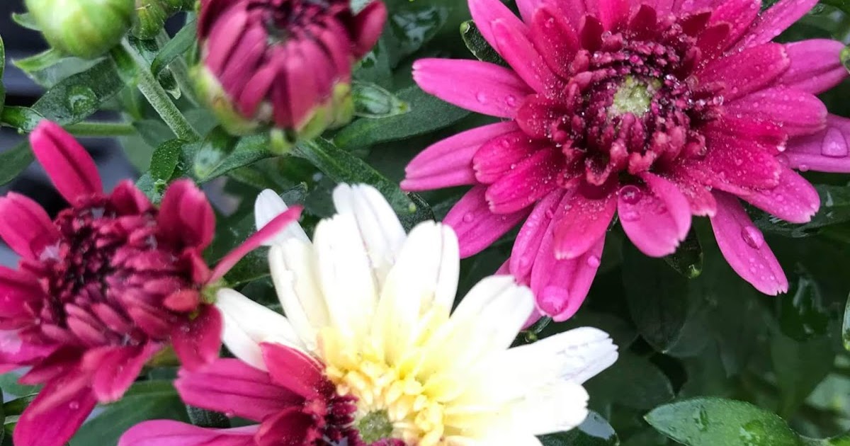 Ask The Plant Chick What�s a Chimera?
