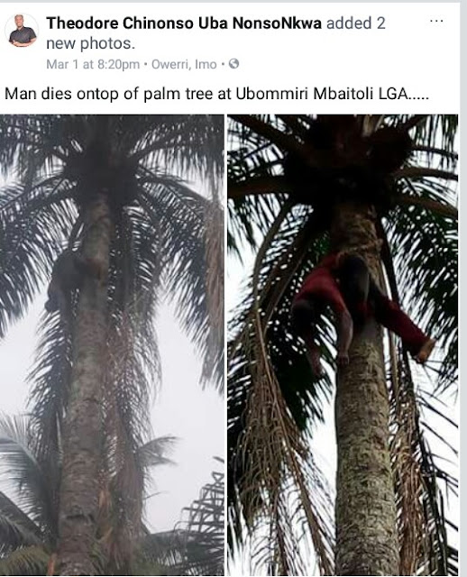  Photos: Man reportedly found dead ontop of palm tree in Imo State