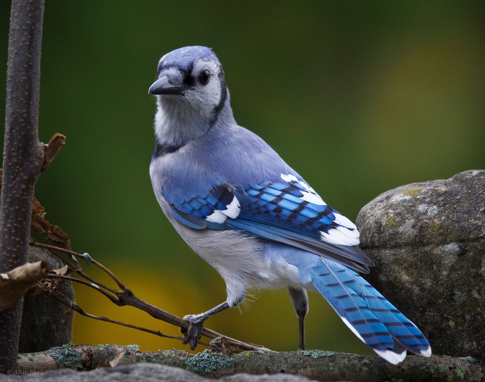 Blue Jay with Bizarre Head Feathers - wide 1