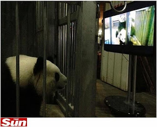 Pandas vêem porno para ficarem excitados 