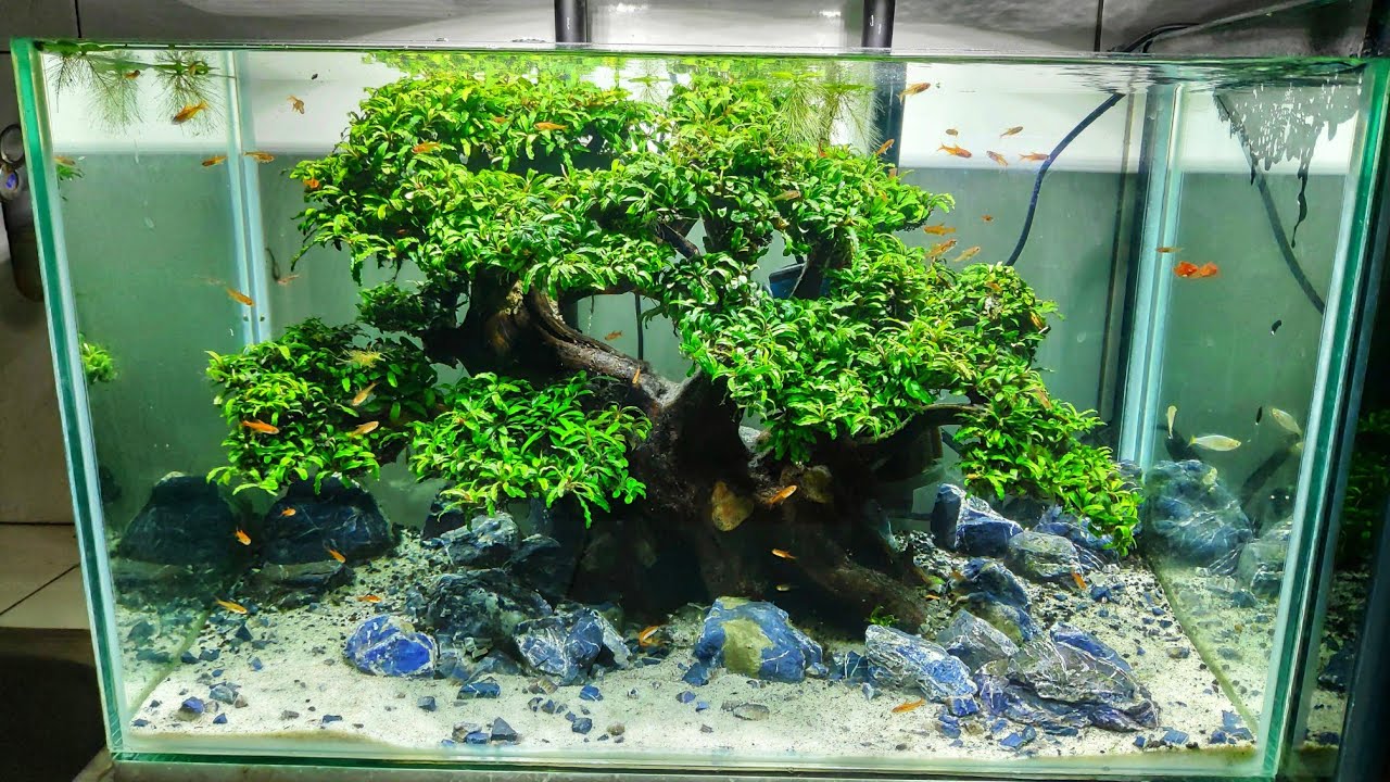 Contoh dan Referensi Desain Aquascape Bonsai Terbaik