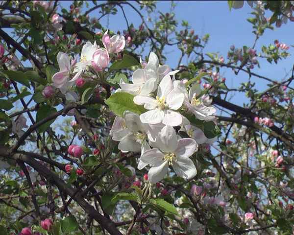 Počelo proleće i šta vam sve donosi... | Astro sajt