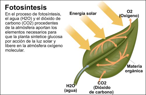 componentes de la fotosíntesis