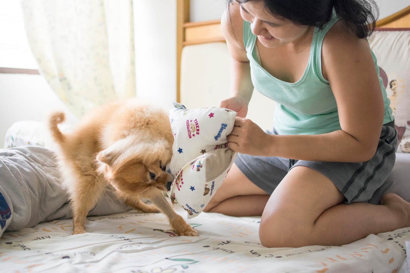 animal Photography: Bobby the Pomeration Play Time with Pillow & Bolster