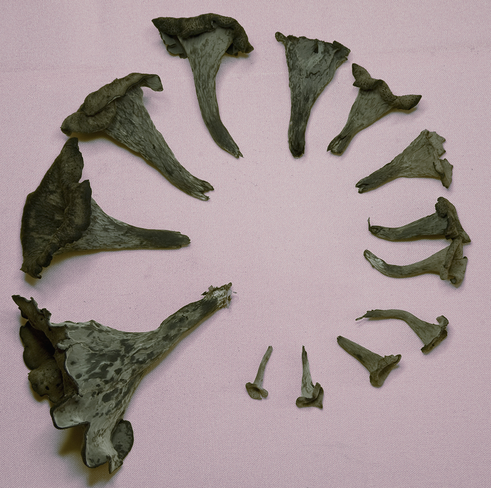 The 3 Foragers Foraging for Wild, Natural, Organic Food Black Trumpet