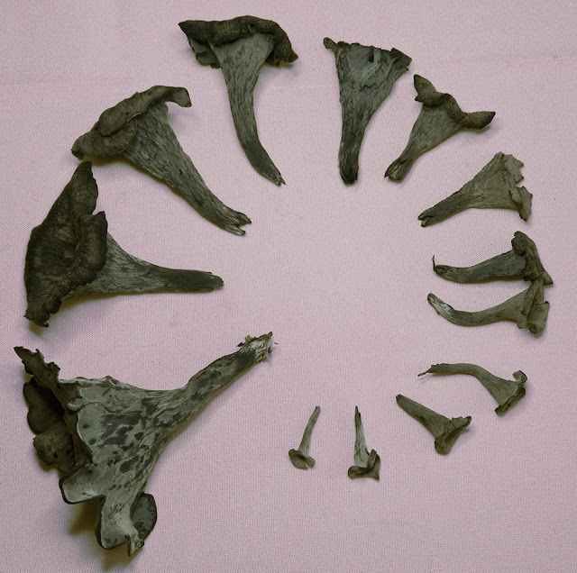 The 3 Foragers Foraging for Wild, Natural, Organic Food Black Trumpet